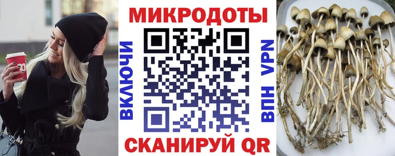 Галлюциногенные грибы прущие грибы  Западная Двина 